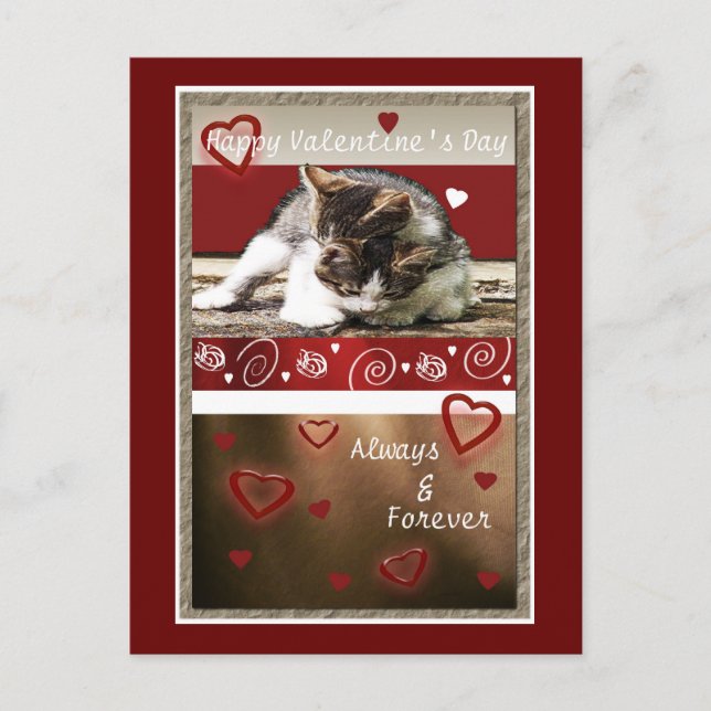 Kitten Love Valentine Holiday Postcard (Front)