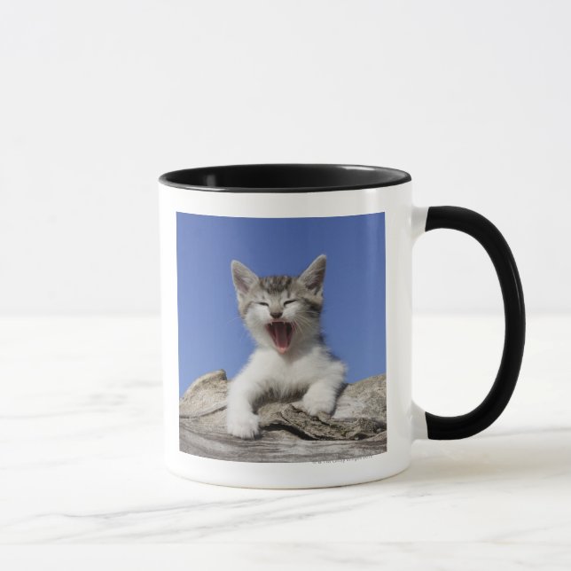 Kitten lying on log, yawning, close-up mug (Right)