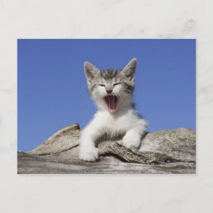 Kitten lying on log, yawning, close-up postcard