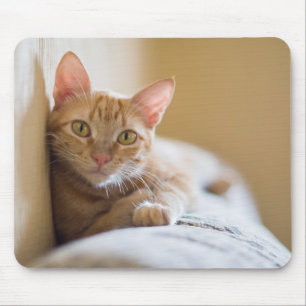 Kitten Lying On The Couch Mouse Pad
