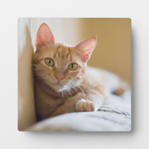 Kitten Lying On The Couch Plaque