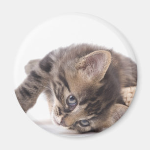 kitten magnet