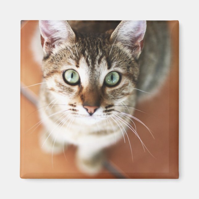 Kitten Magnet (Front)