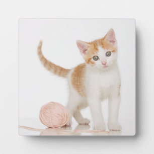 Kitten Next To Ball Of String Plaque