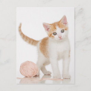 Kitten Next To Ball Of String Postcard