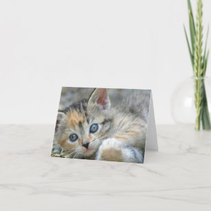 Kitten Note Card