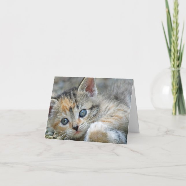 Kitten Note Card (Front)
