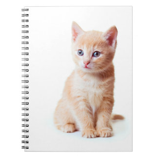Kitten notebook