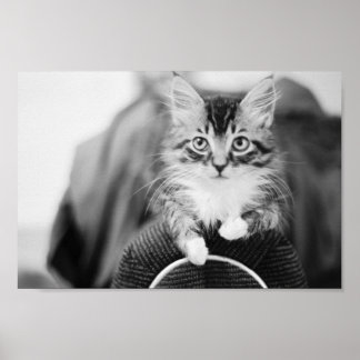 Kitten on Chair Poster