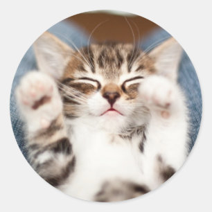 Kitten On My Lap Classic Round Sticker