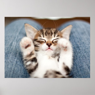 Kitten On My Lap Poster
