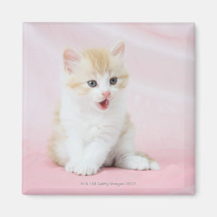 Kitten on Pink Background Magnet