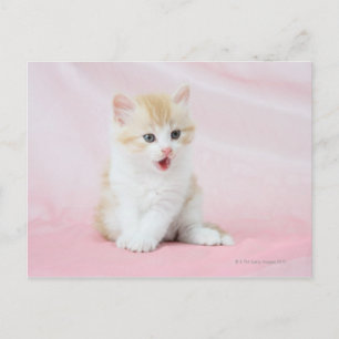 Kitten on Pink Background Postcard