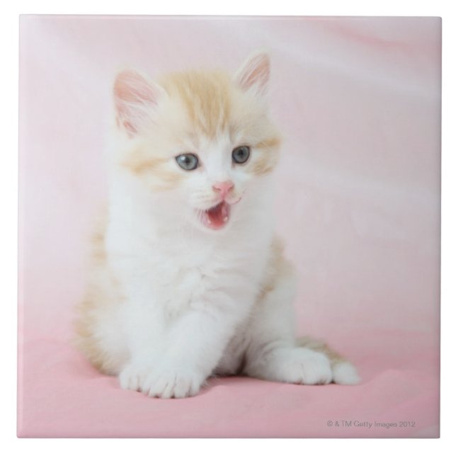 Kitten on Pink Background Tile (Front)
