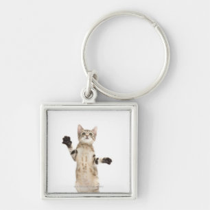 Kitten on white background key ring