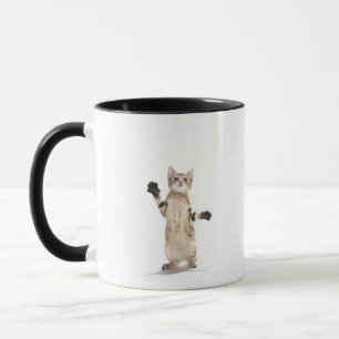 Kitten on white background mug