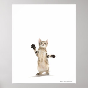Kitten on White Background Poster