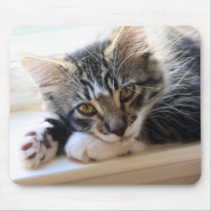 Kitten on Windowsill Mouse Pad
