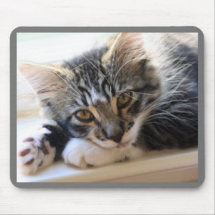 Kitten on Windowsill Mouse Pad