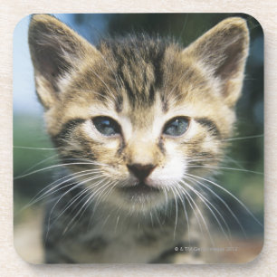 Kitten outdoors coaster
