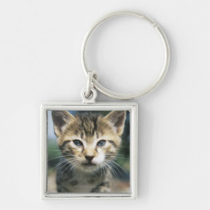 Kitten outdoors key ring