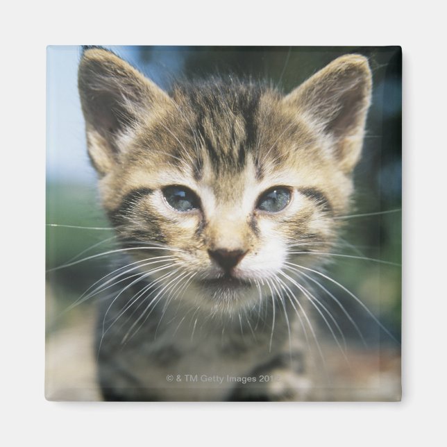 Kitten outdoors magnet (Front)