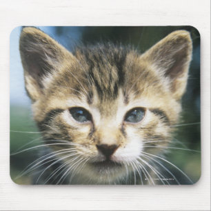 Kitten outdoors mouse pad