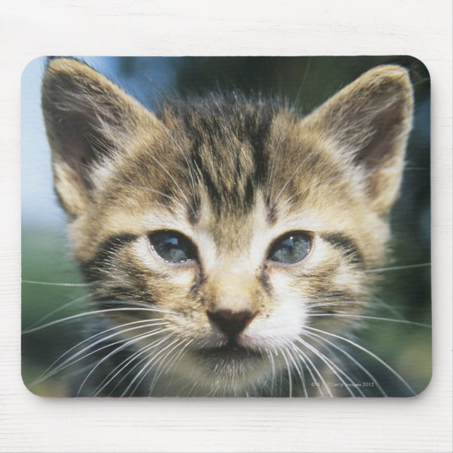 Kitten outdoors mouse pad (Front)