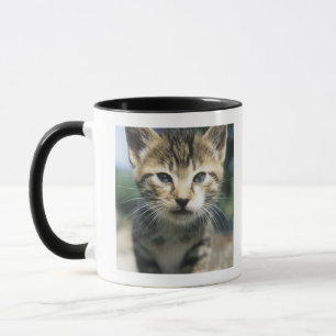 Kitten outdoors mug
