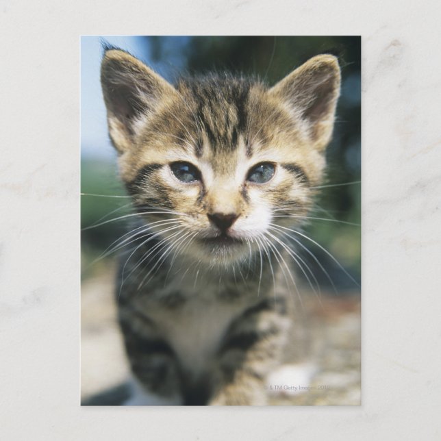 Kitten outdoors postcard (Front)