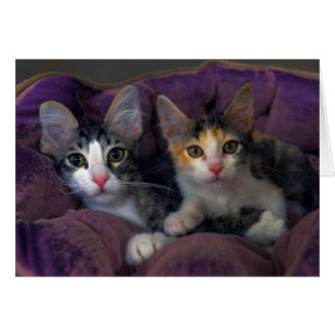 Kitten Pair in a Purple Bed