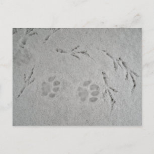 Kitten paw and bird tracks in the snow - postcard