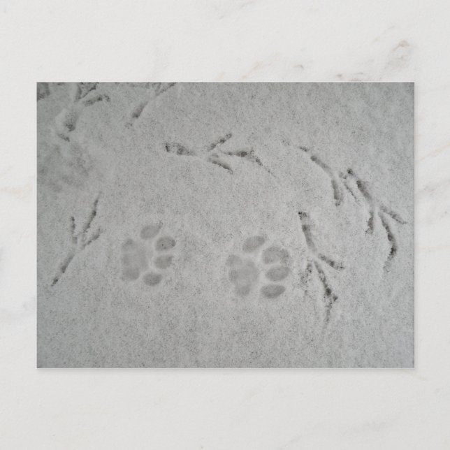 Kitten paw and bird tracks in the snow - postcard (Front)