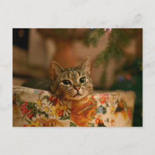 Kitten peeking behind the Christmas tree Postcard