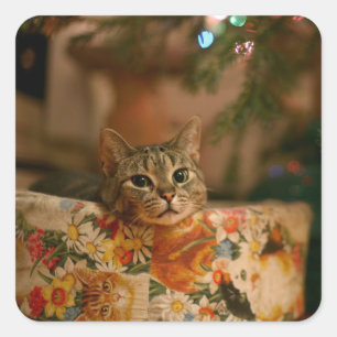 Kitten peeking behind the Christmas tree Square Sticker