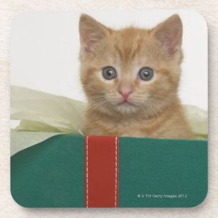 Kitten peeking out of gift box coaster