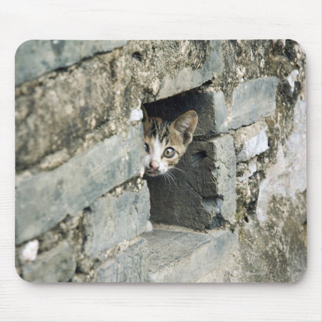 Kitten Peeking out of Wall, Yangshuo, Guangxi Mouse Pad (Front)