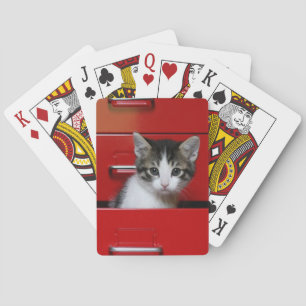 Kitten Peeking Playing Cards