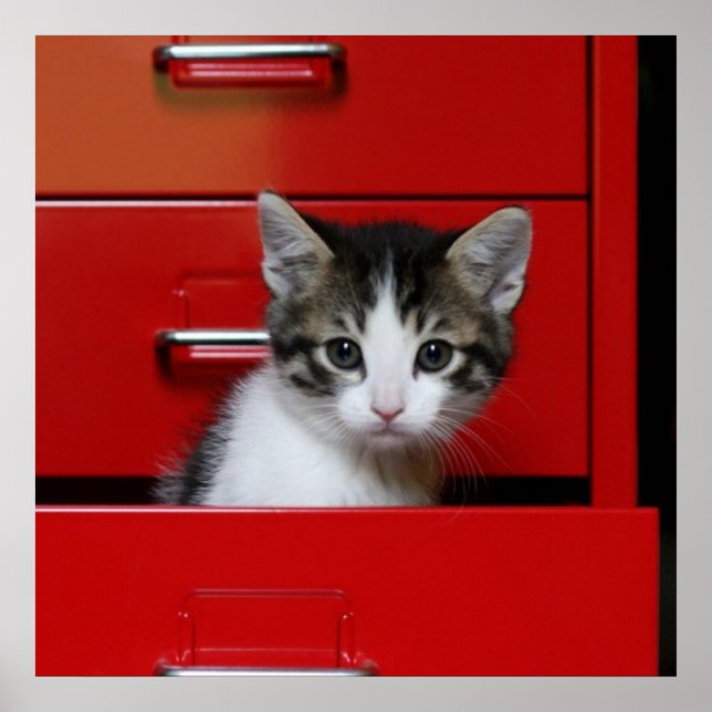 Kitten Peeking Poster (Front)