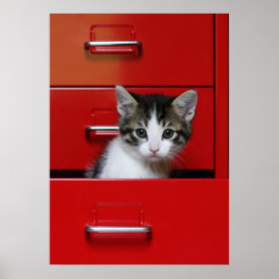Kitten Peeking Poster