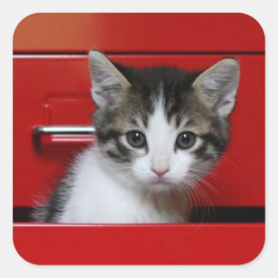 Kitten Peeking Square Sticker