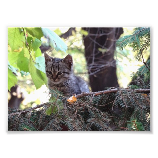 Kitten Photo  Kodak Professional Photo (Front)