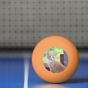 Kitten Ping Pong Ball