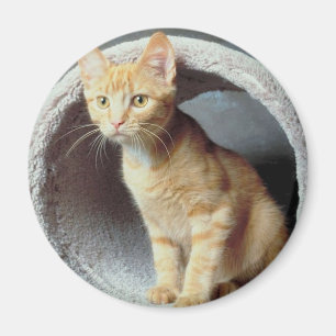 Kitten Play Tunnel Magnet