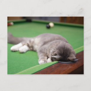 Kitten Playing Pool Postcard