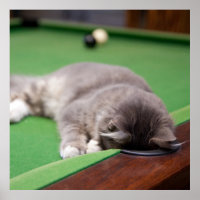 Kitten Playing Pool