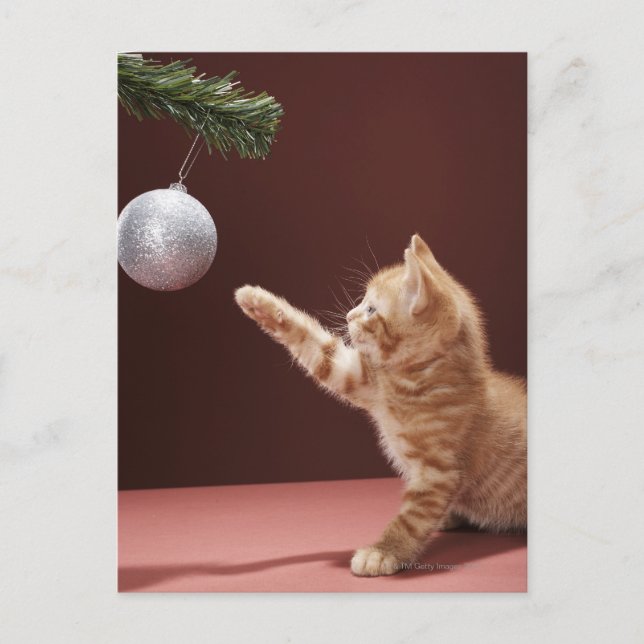 Kitten Playing with Ornament Postcard (Front)