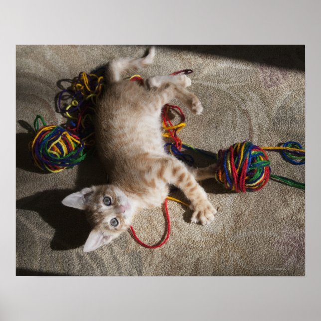 Kitten Playing With Yarn Poster (Front)