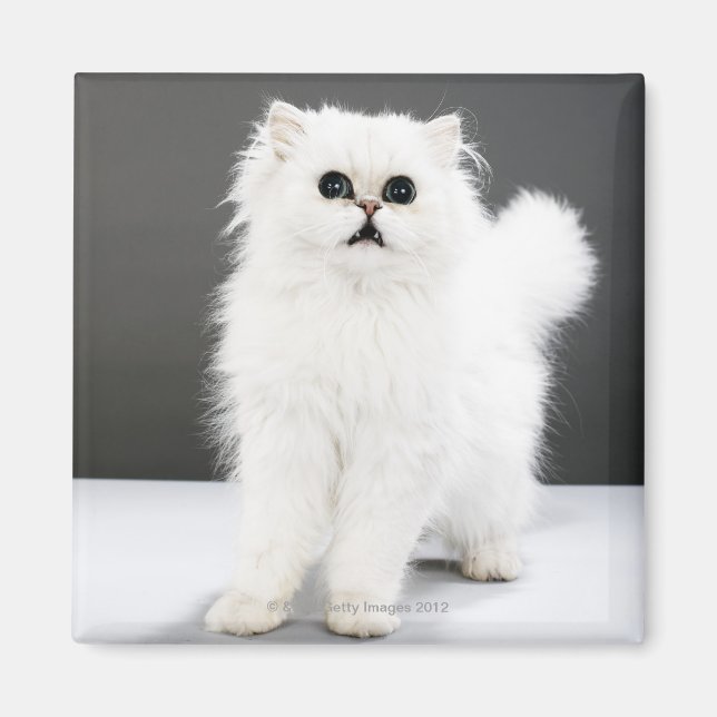 Kitten Portrait Magnet (Front)