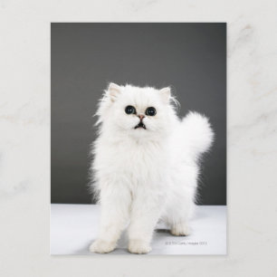 Kitten Portrait Postcard